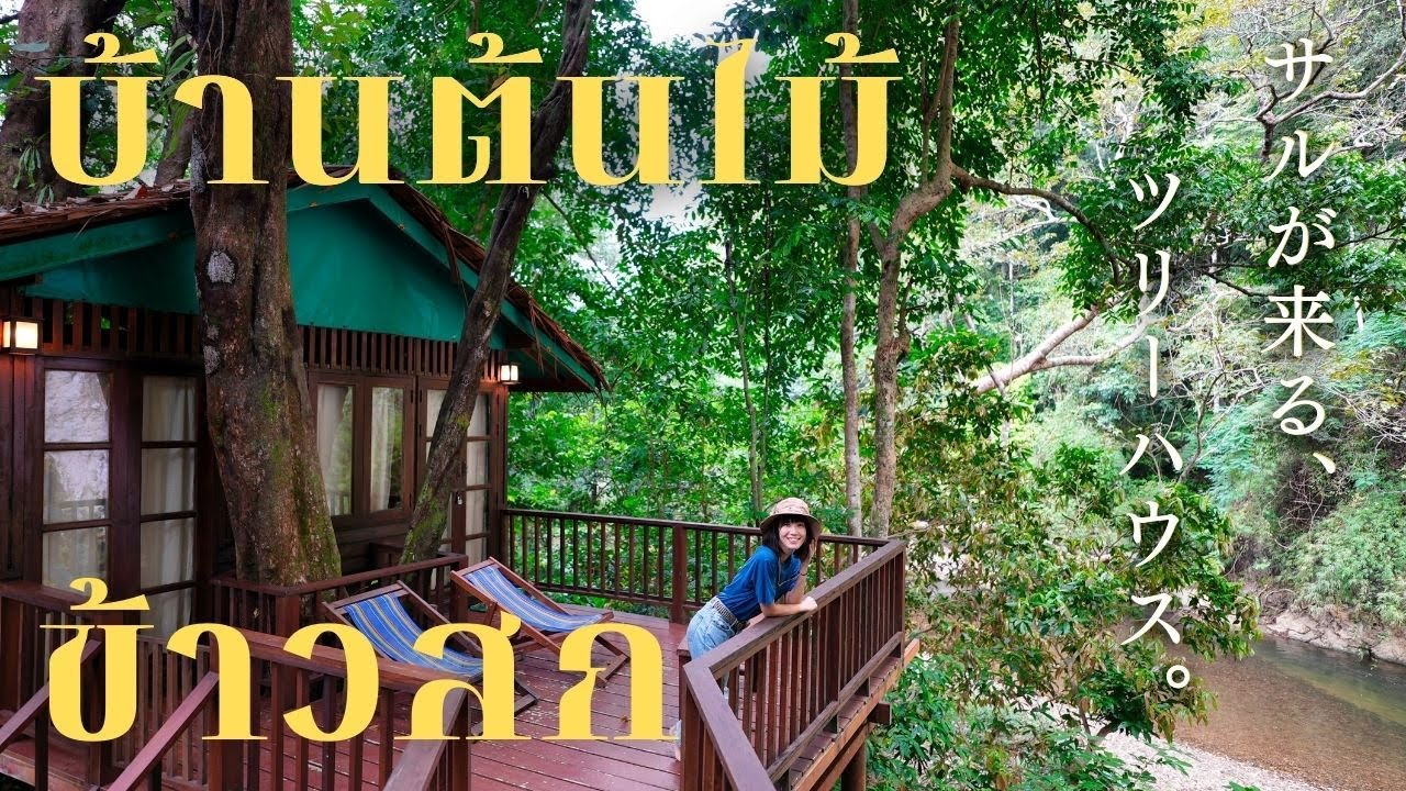 คนญี่ปุ่นประทับใจ!พักบ้านต้นไม้ที่ลิงมาเล่น🐵ธรรมชาติยิ่งใหญ่ของเมืองไทย｜เขาสก　