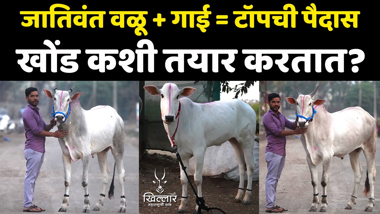 खोंड कशी तयार करतात? अनुभवी शेतकऱ्याचं यशस्वी सूत्र | Khillar Maharashtrachi Shaan 2026