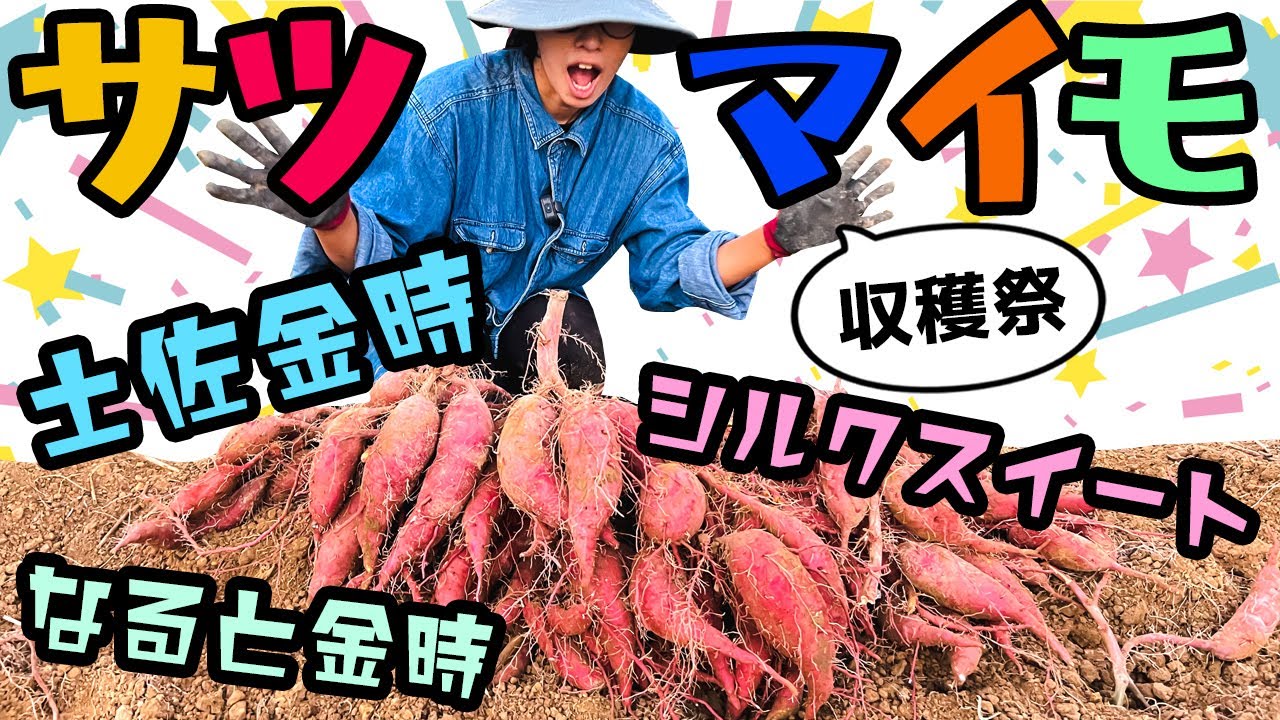 【さつまいも収穫】今年最後の収穫！！まさか〇〇の中からサツマイモが！！【シルクスイート】【鳴門金時】【土佐金時】【米ぬか】【籾殻】【有機】サツマイモ栽培