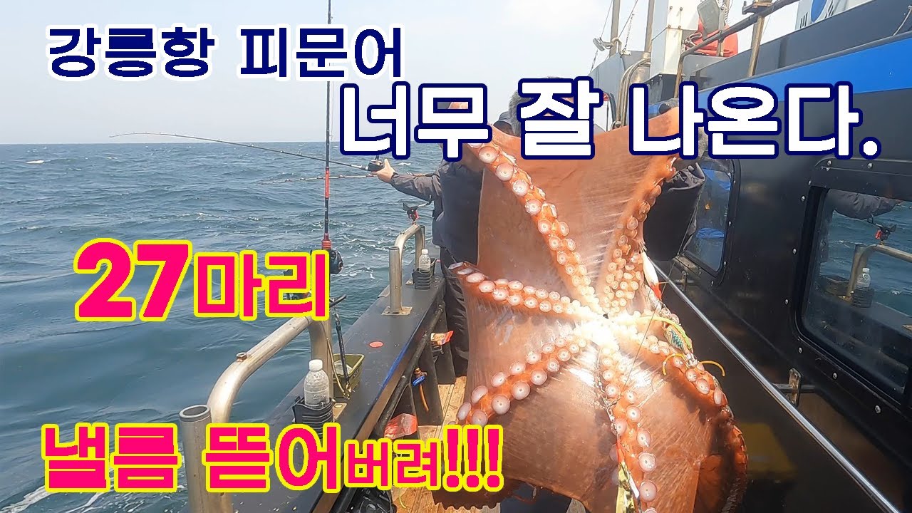 피문어 너무 잘나오는 지금 한번 뜯으러 강릉항 가지요.