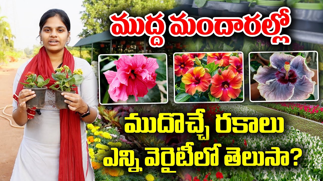 Ganga bhavani nursery special plants | Various varieties of Hibiscuss plants | KKNewsTelugu