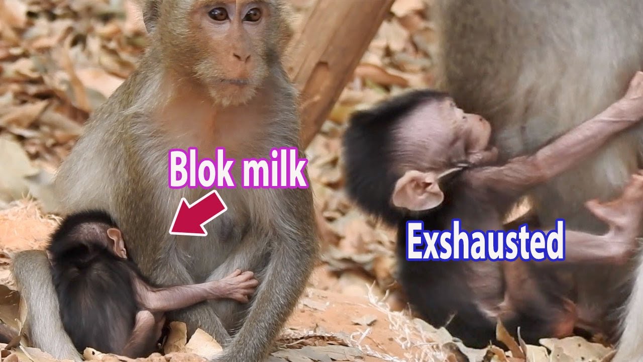Million pity to newborn..!! Baby Donald hungry until Exhausted, Why Doris block milk only age 3days?