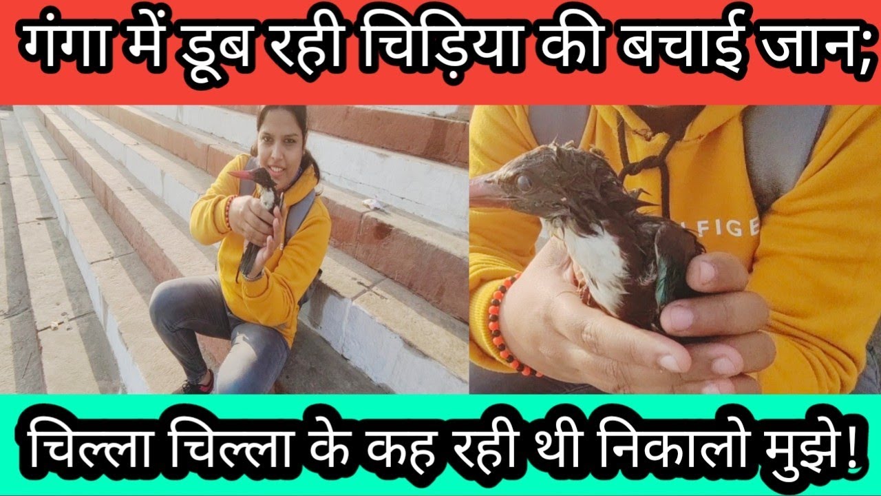 गंगा में डूब रही चिड़िया की बचाई जान; चिल्ला चिल्ला के कह रही थी निकालो मुझे!!