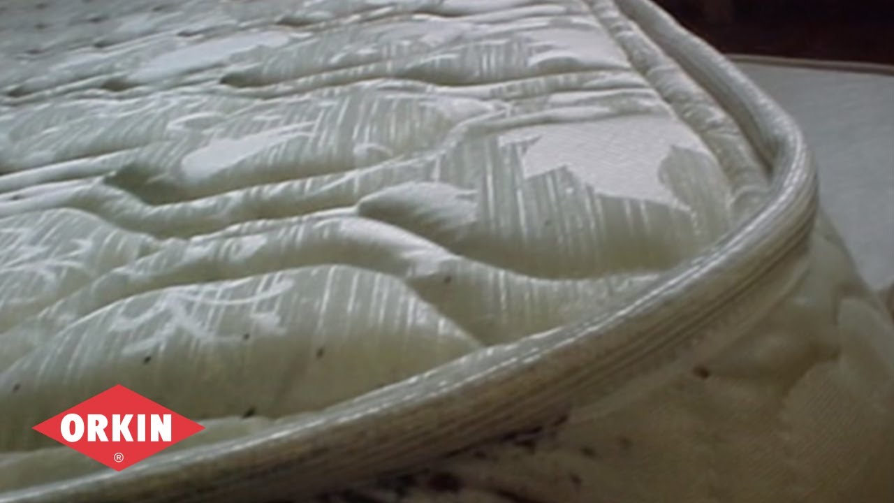 Treating Bed Bugs | Orkin Commercial Services