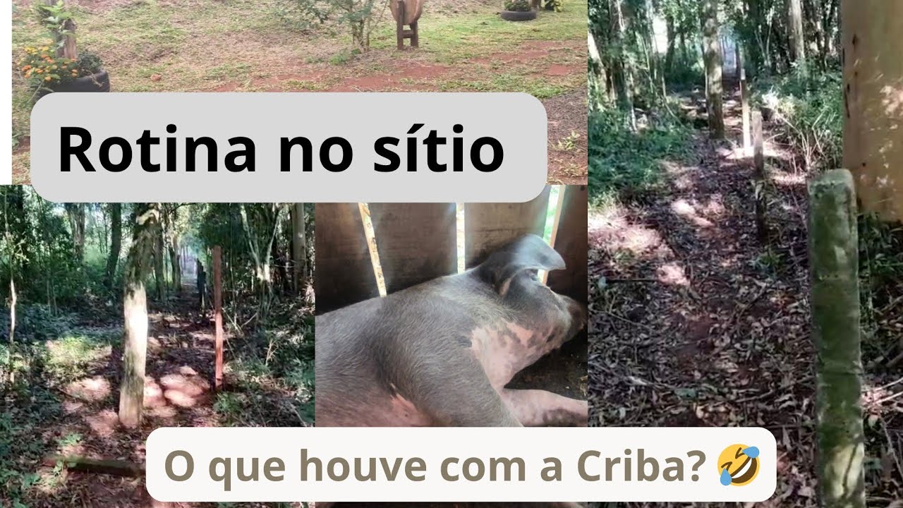 Atualização da cerca e da rotina -Sítio do zero.