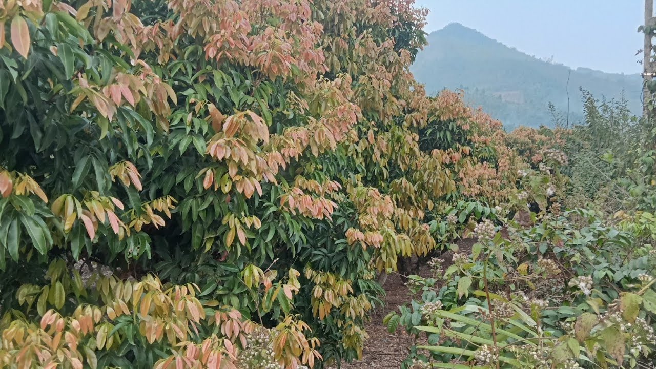Bác chủ vườn ơi sao bác bỏ vườn thế này
