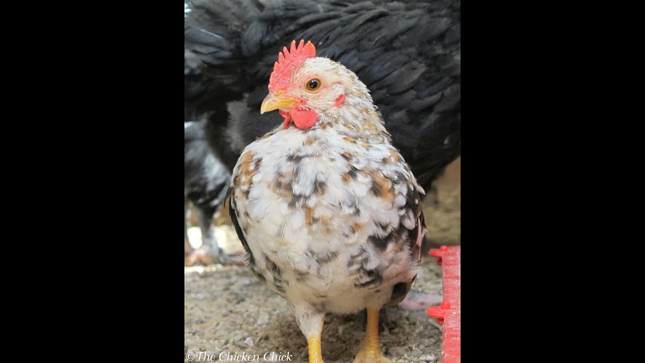 Serama Rooster Crowing