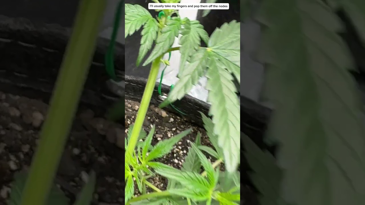 &ldquo;Hermied&rdquo; autoflower cannabis 🪴👀#learncannabis #autoflowers #cannabis #hermiedautoflowers