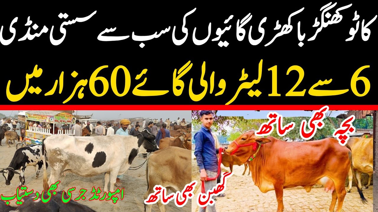 Khangar and Cholistani Cows in Malumor Janwar Mandi | Latest Cattle Market Update