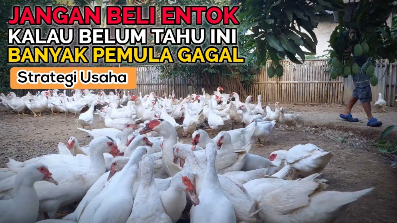 TERNAK ENTOK DARI NOL! Modal Kecil, Pakan Murah, Cepat Balik Modal