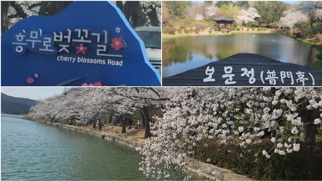 2025.4.2일 경주 벚꽃만개 벚꽃 명소 소개(경주보문정.흥무로벚꽃길.대릉원돌담길)