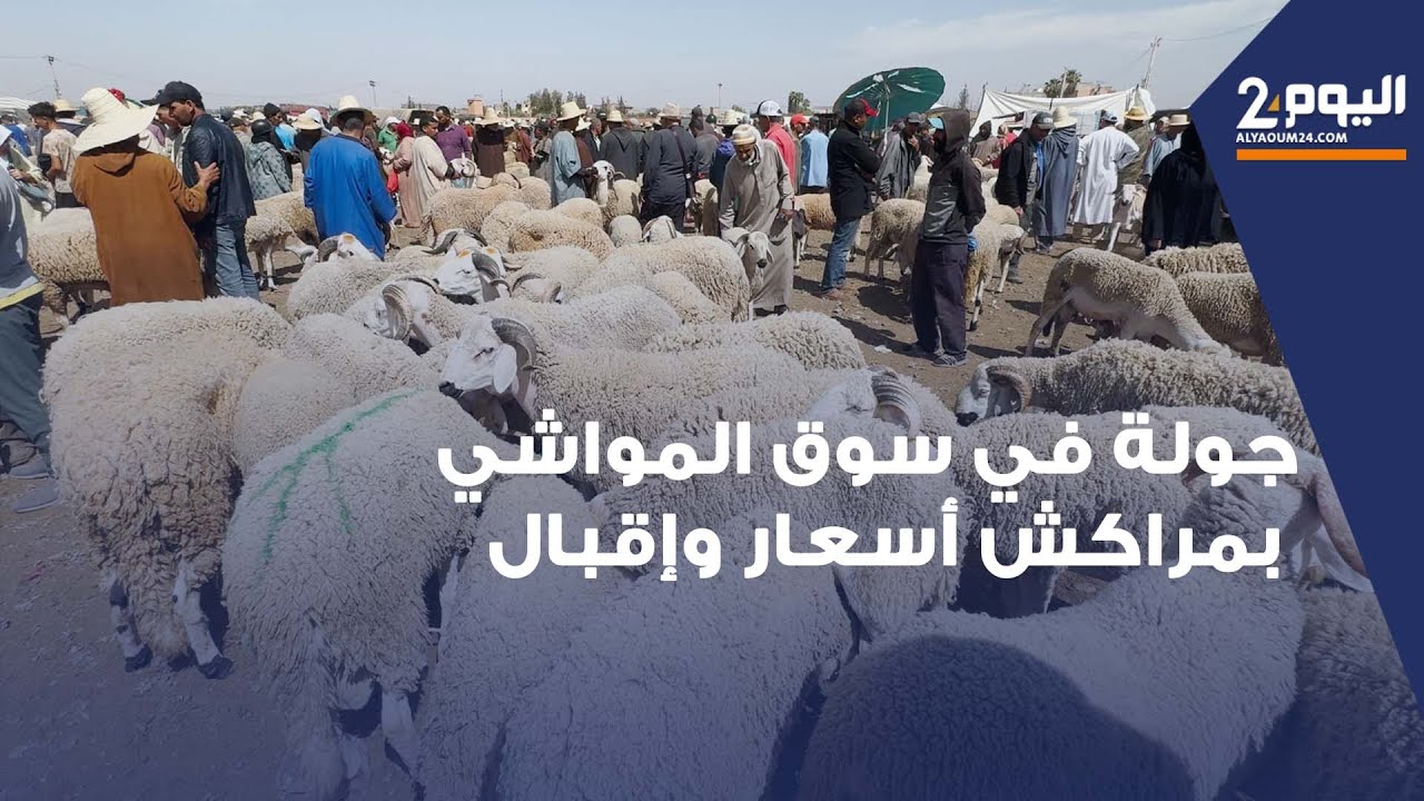 جولة في سوق الأغنام بمراكش : تباين في الأسعار وإقبال متفاوت من المشترين