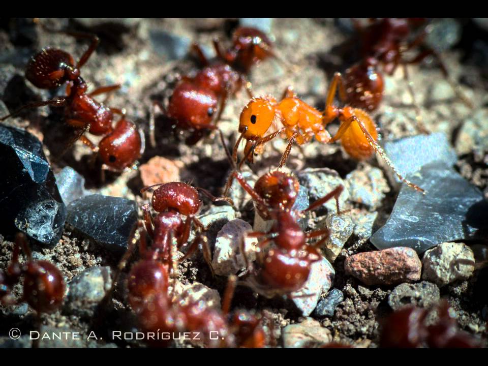 Tokina 100mm f/2.8D AT-X macro PRO with Nikon D3200 sample images