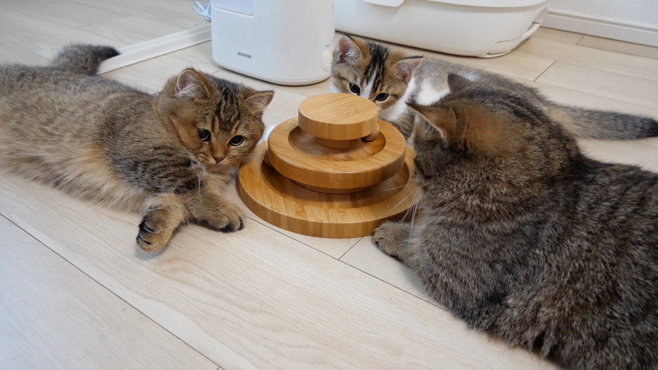 Mother cat Lili enjoys a ball-spinning game in between kitten-care
