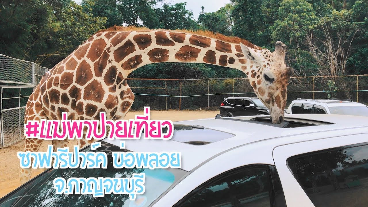 แม่พาปายเที่ยว ซาฟารีปาร์ค บ่อพลอย จ.กาญจนบุรี