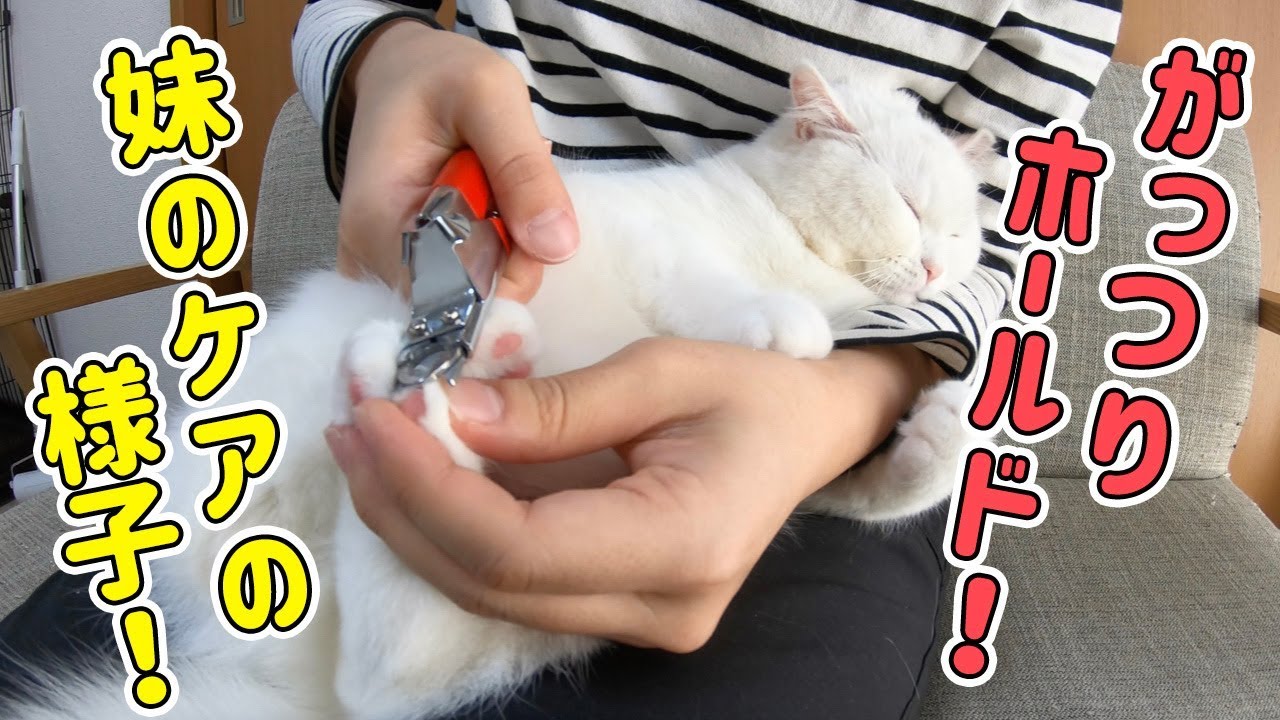妹に爪切りされて思わず腕にしがみついちゃう猫！今日は何だかポムさんの様子がおかしいです…。