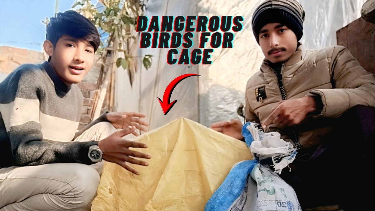 Dangerous Birds For Cage l Ham Apna master cage ka liya khaternak birds Lai #fbdehat #dangerousbirds