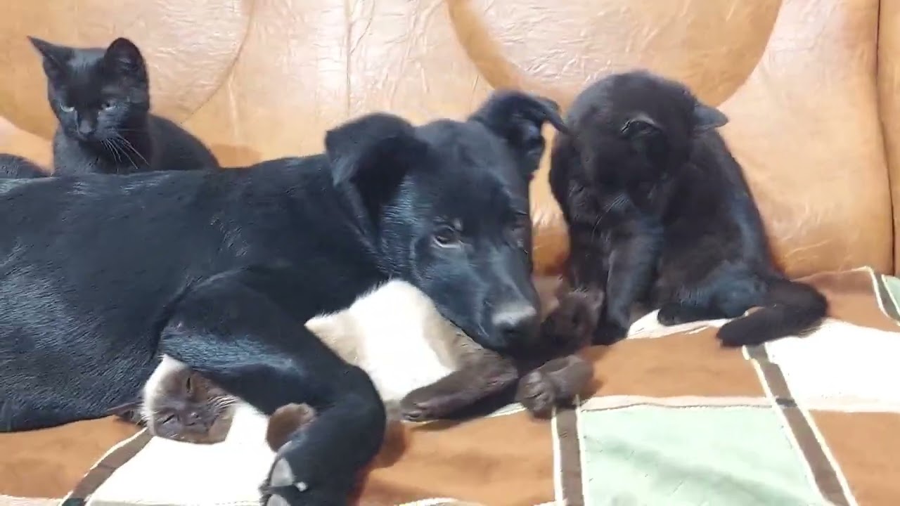 Abandoned German Shepherd Puppy Meets Kitten for the First Time — What Happens Next Will Melt You