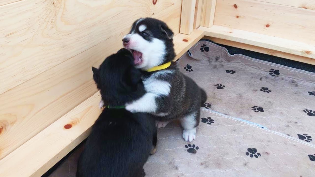 The Puppies Won't Stop Fighting!?