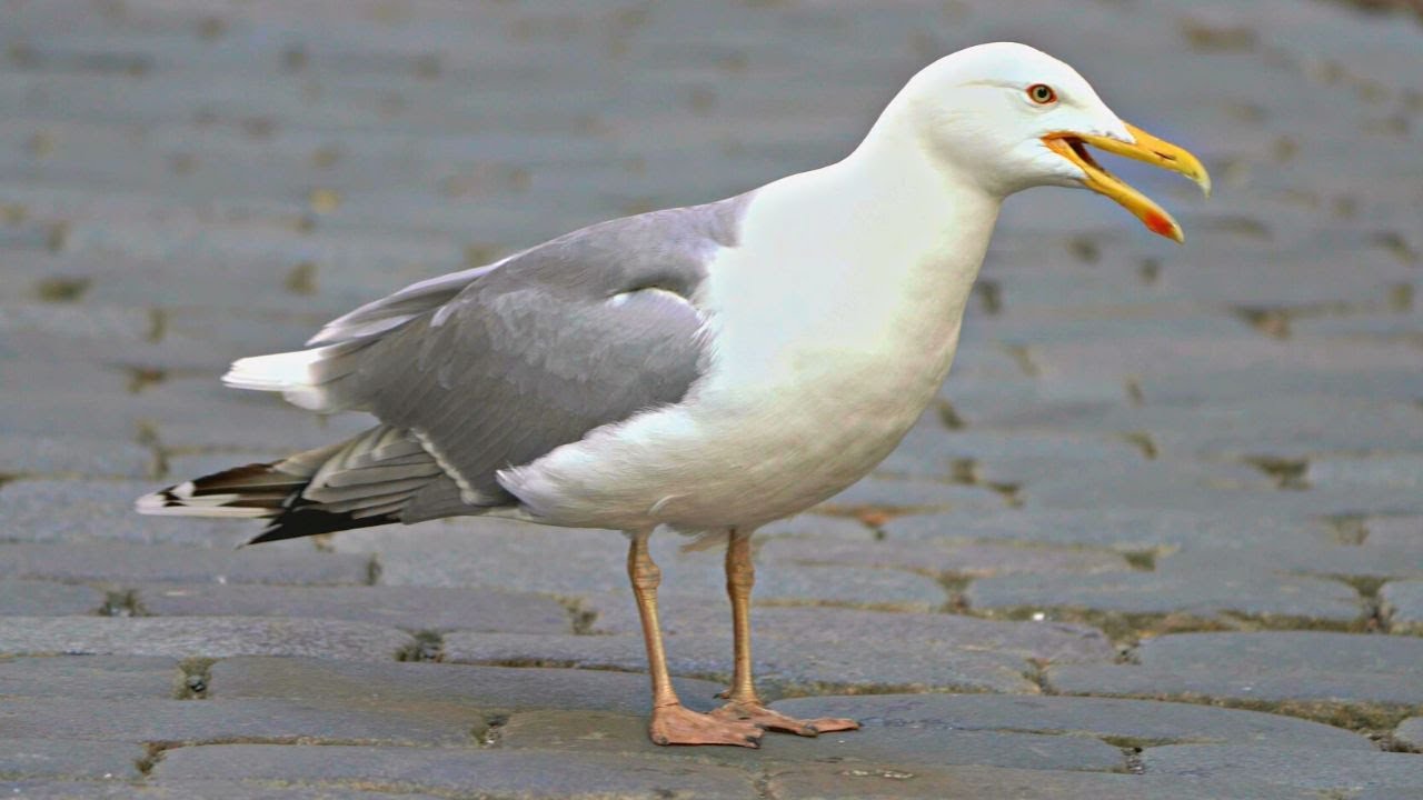 Loud Talkative European Herring Gull with Lots of Opinions [4K]