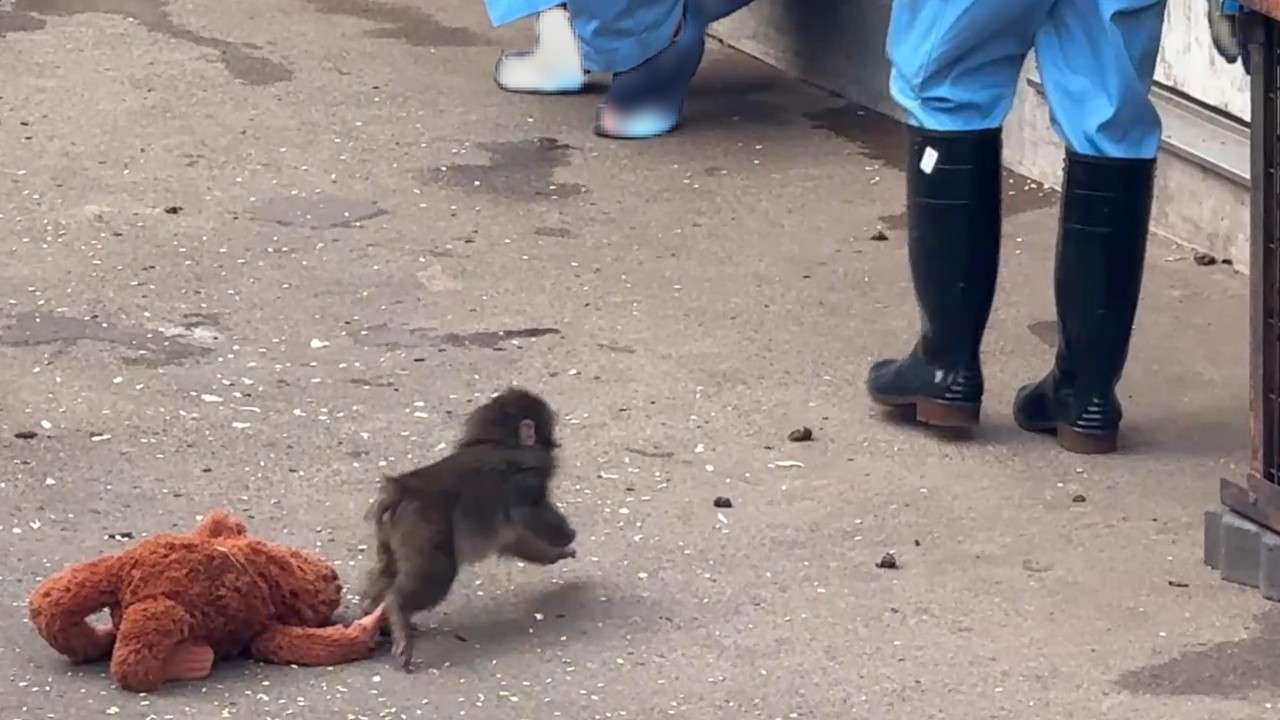 番外編 ママより飼育員さんを追いかけるパンチくん【番外編】【市川市動植物園】ニホンザル