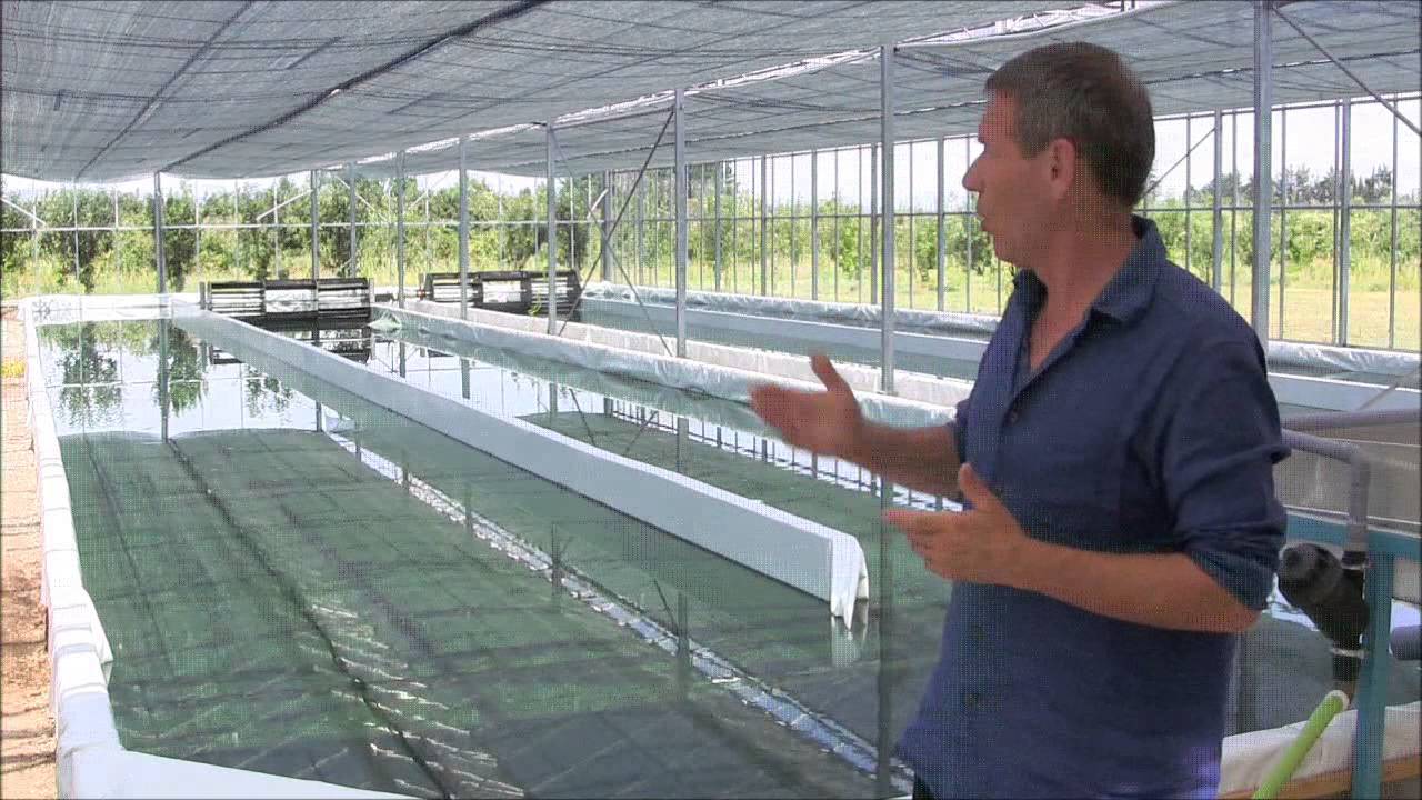 ALGOA Production de Spiruline