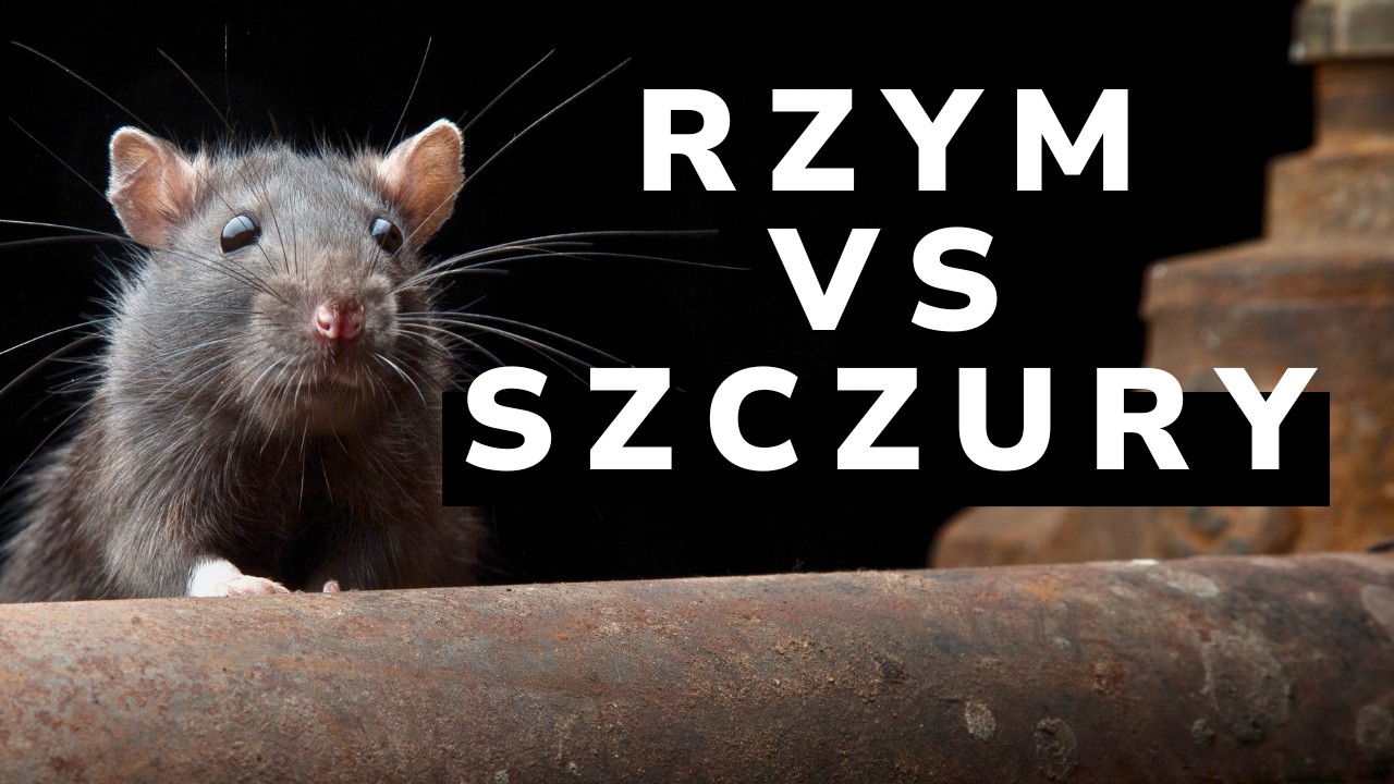 Szczury kontra Imperium Rzymskie