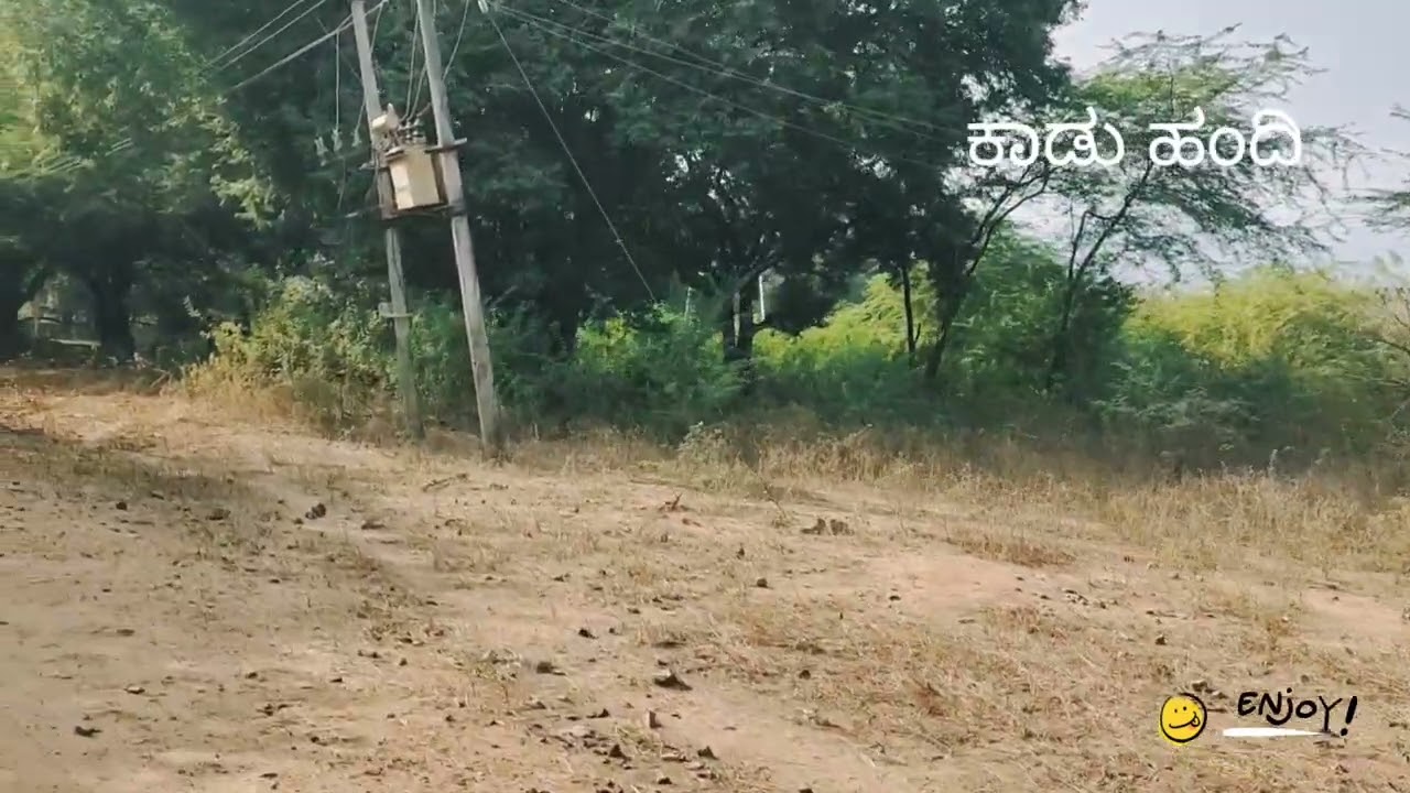 muthathi forest 🐖
