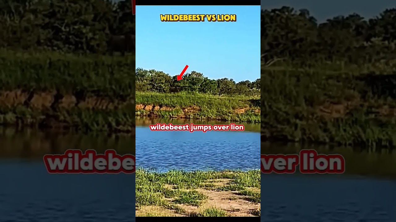 #wildebeast