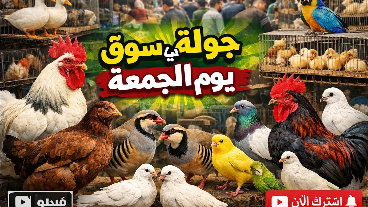 جولة في سوق الغزل يوم الجمعة انواع الدجاج 🐓 والطيور 🕊 23 يناير 2026