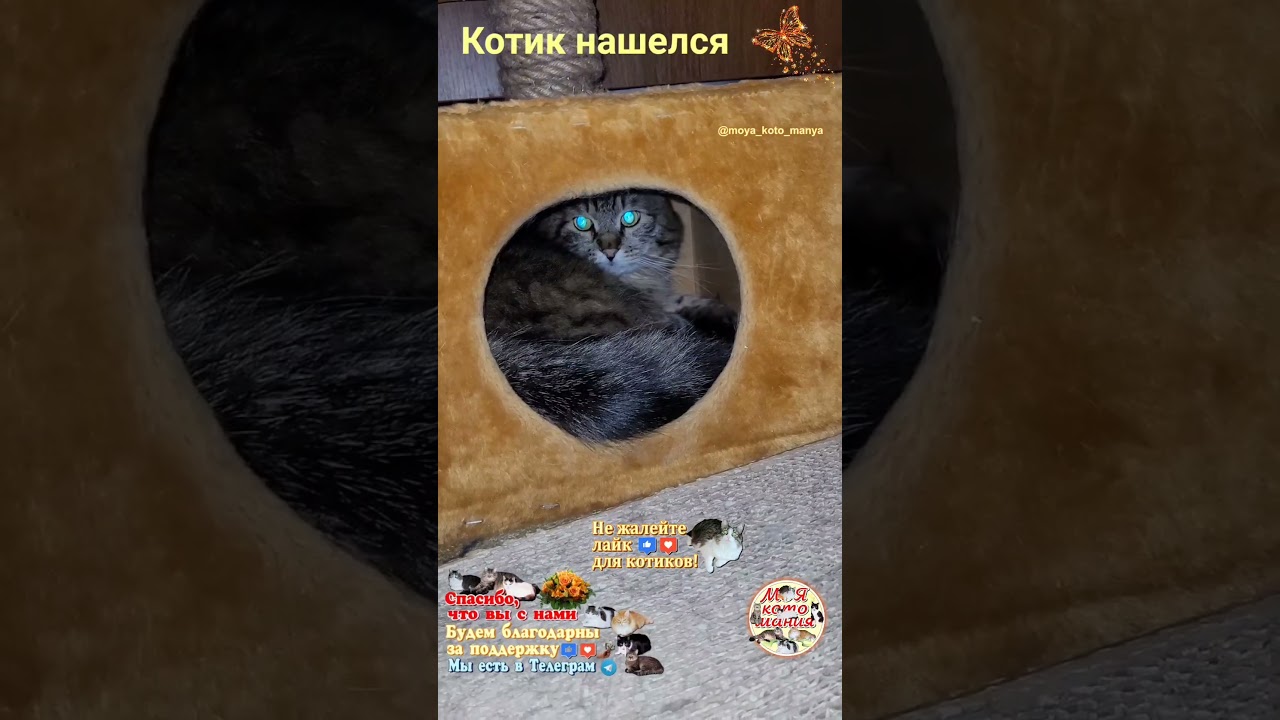 Котик нашелся. The cat has been found.