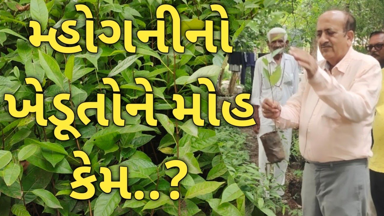 ખેડૂતોને મ્હોગનીનો મોહ શા માટે...? હરદેવસિંહ જાડેજા સાહેબ.