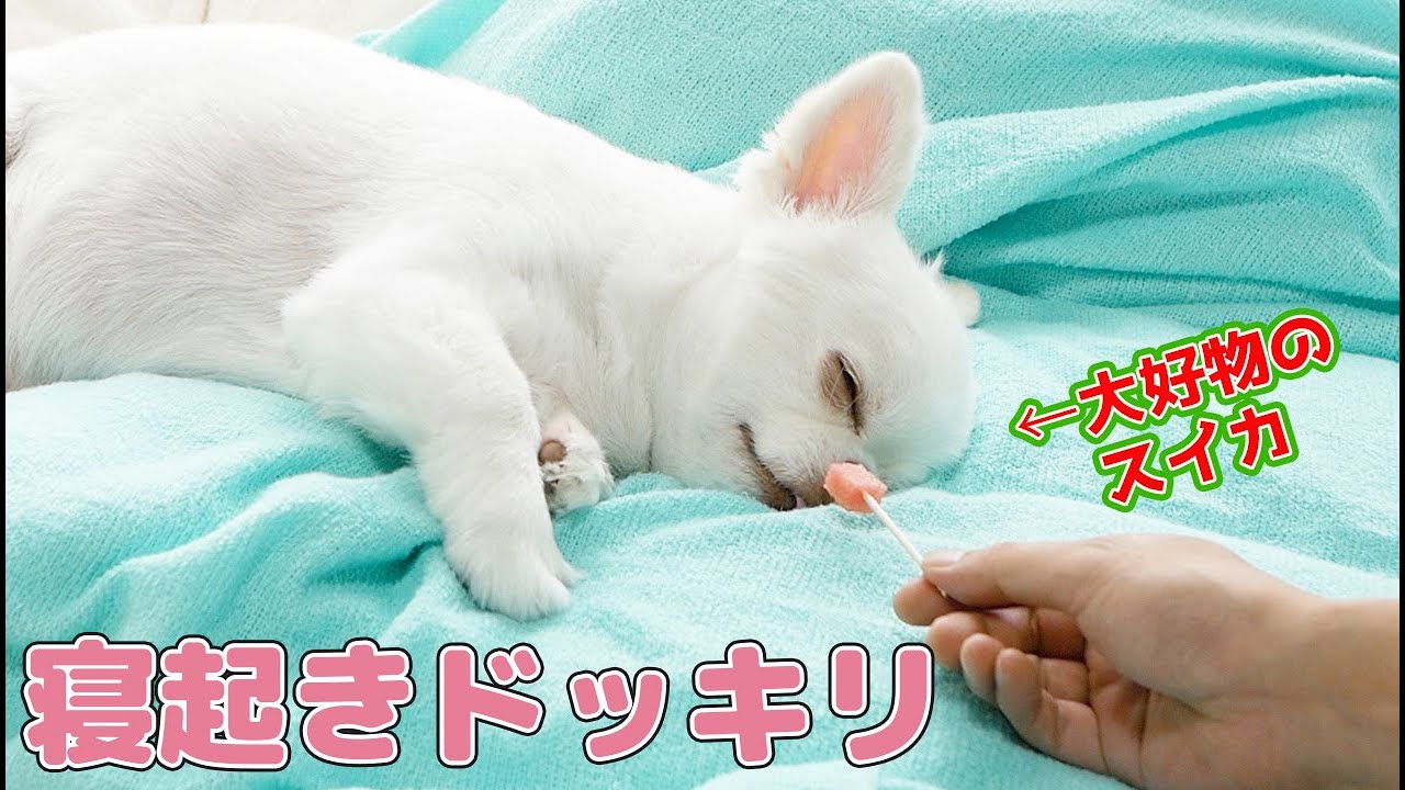 寝てる犬に好物のスイカを出したら！？可愛いリアクションにほっこりｗ