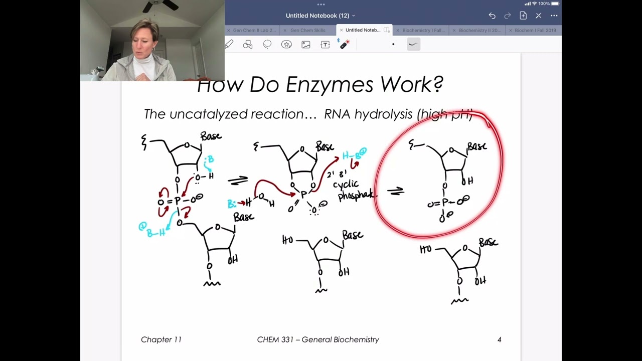How do Enzymes Work (RNase A)