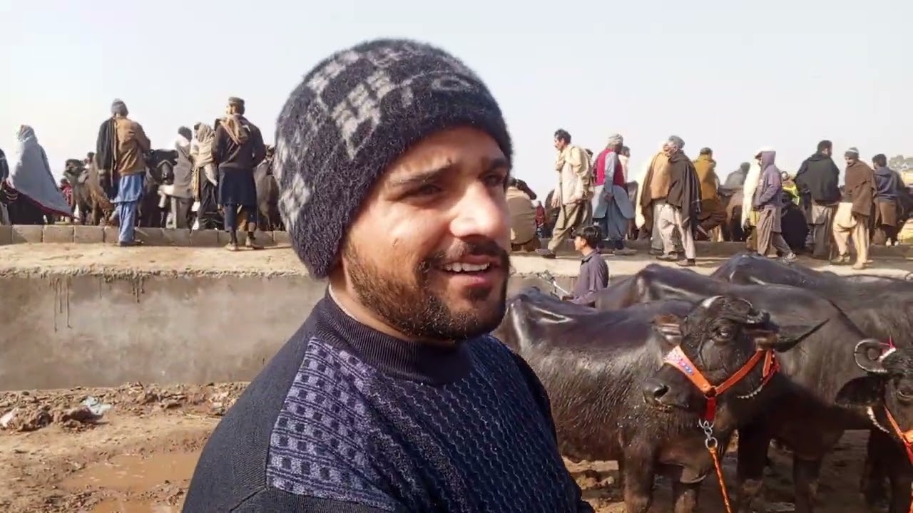 گجرات منڈی کا وزٹ #salamyahussainع #animals 
