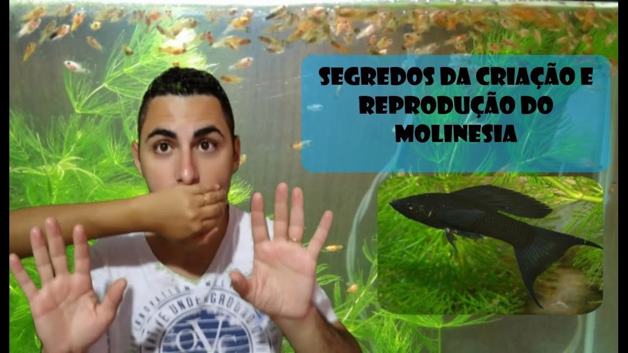 Como criar e Reproduzir o Peixe Molinesia 🐟➕🐟