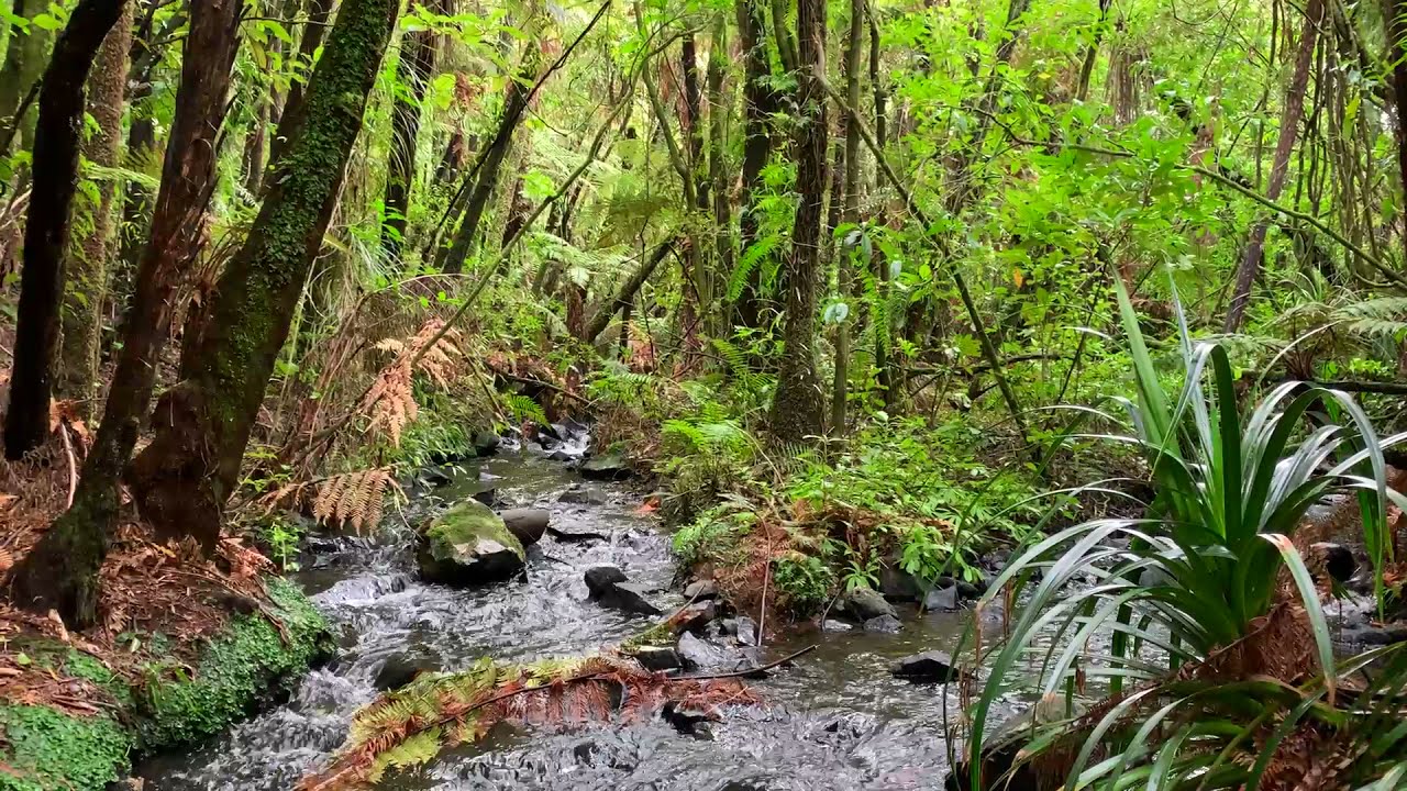 Tranquil Sounds of New Zealand's Enchanted Forests
