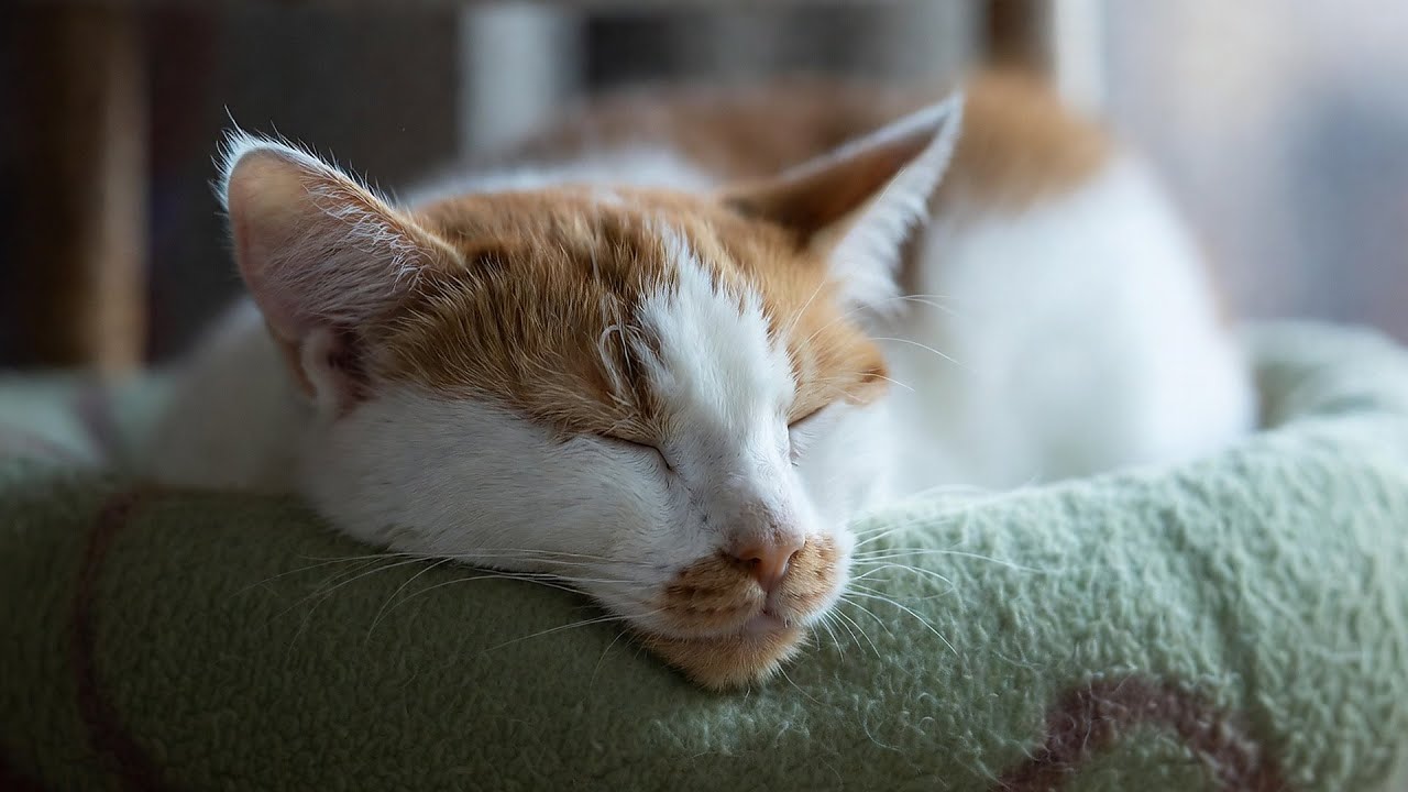 LIVE 🐱 Rainy Lofi Dreams for Sleeping Cats 🌧️ | Season 9
