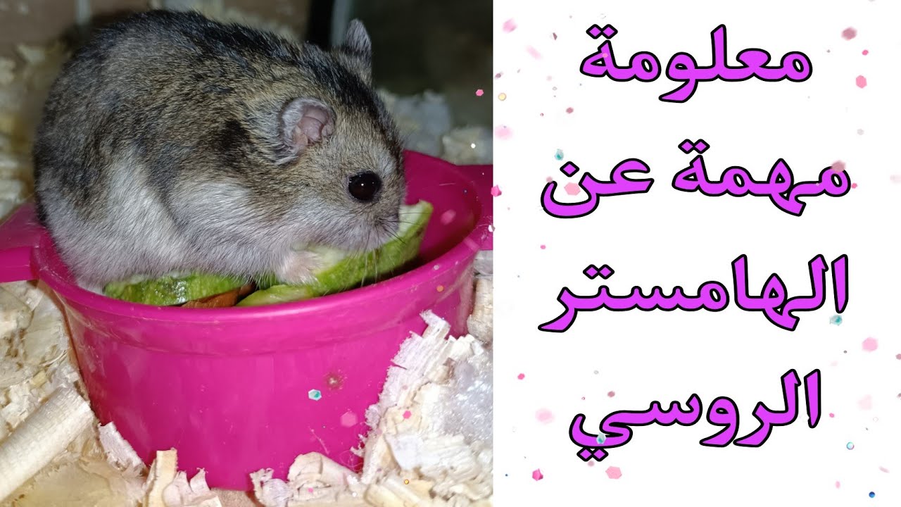 ولادة الهامستر الروسي فجأة😻معلومة مهمة 🐹