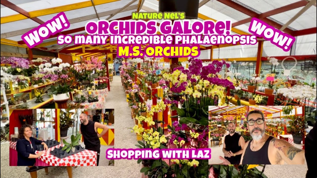HUNDREDS OF ORCHIDS! Shopping with Laz at the local orchid nursery, M.S. Orchids