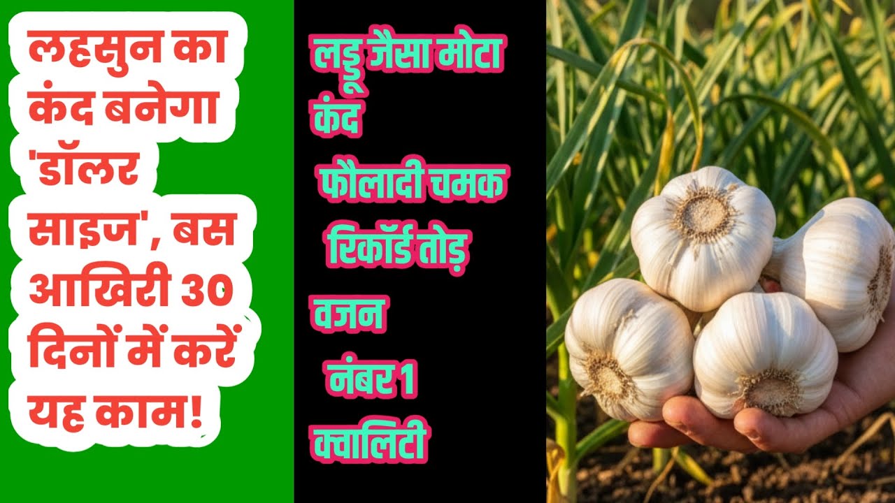 लहसुन की खेती: आखिरी 30 दिन और कंद दोगुना! जानिए क्या डालें और क्या नहीं?