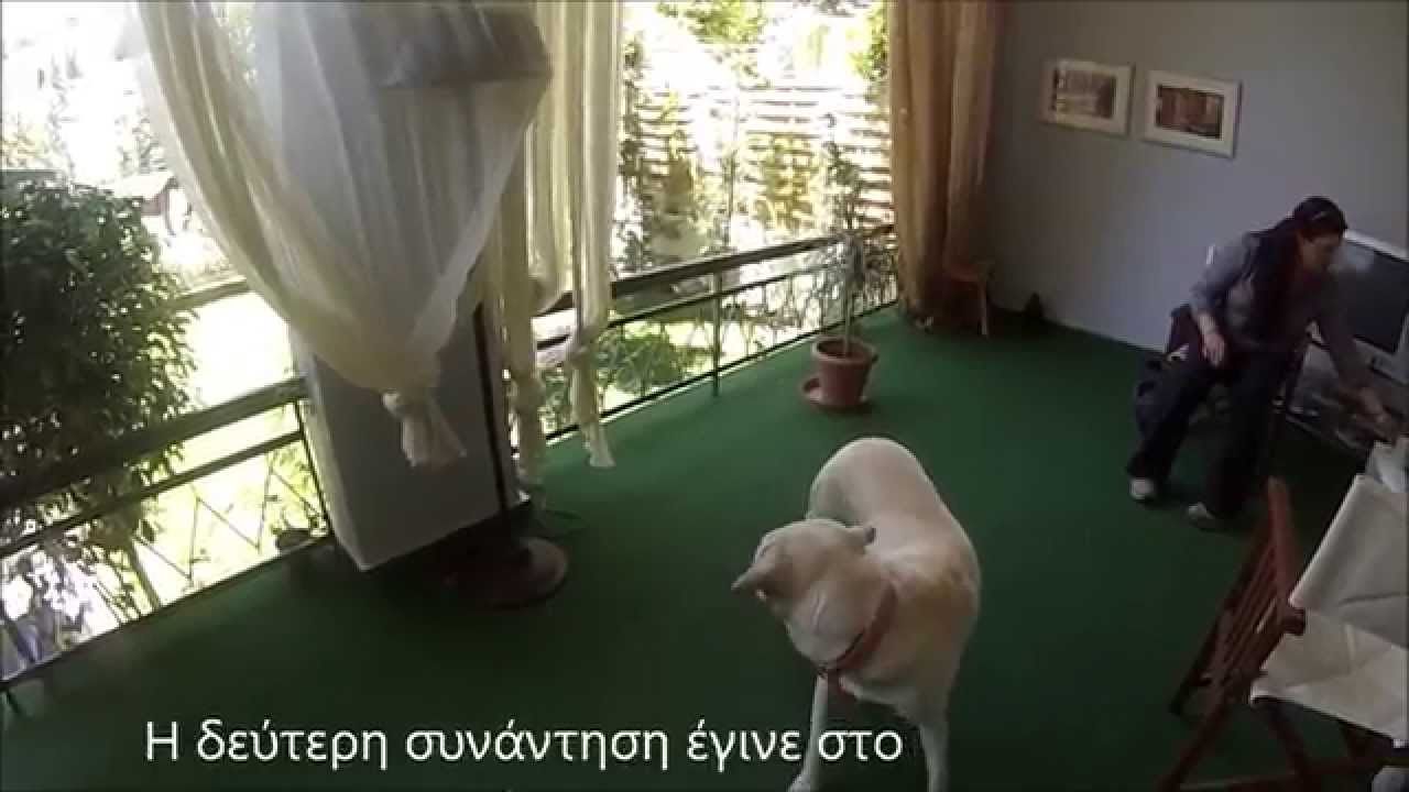 Θετική εκπαίδευση φοβικού σκύλου