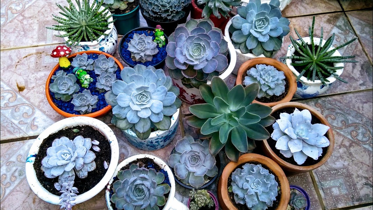 Echeverias branquinhas (nomes e cuidados)