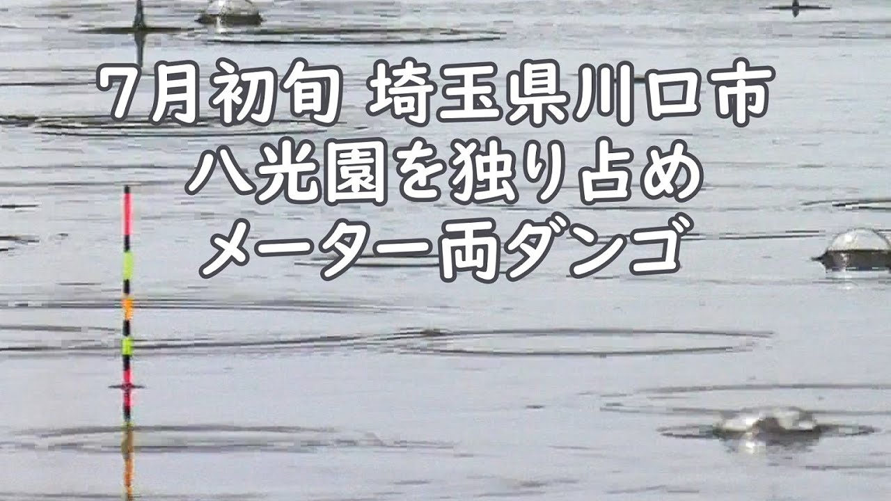 7月初旬 埼玉県川口市 八光園 貸し切り状態 ヘラブナ釣り メーター両ダンゴ