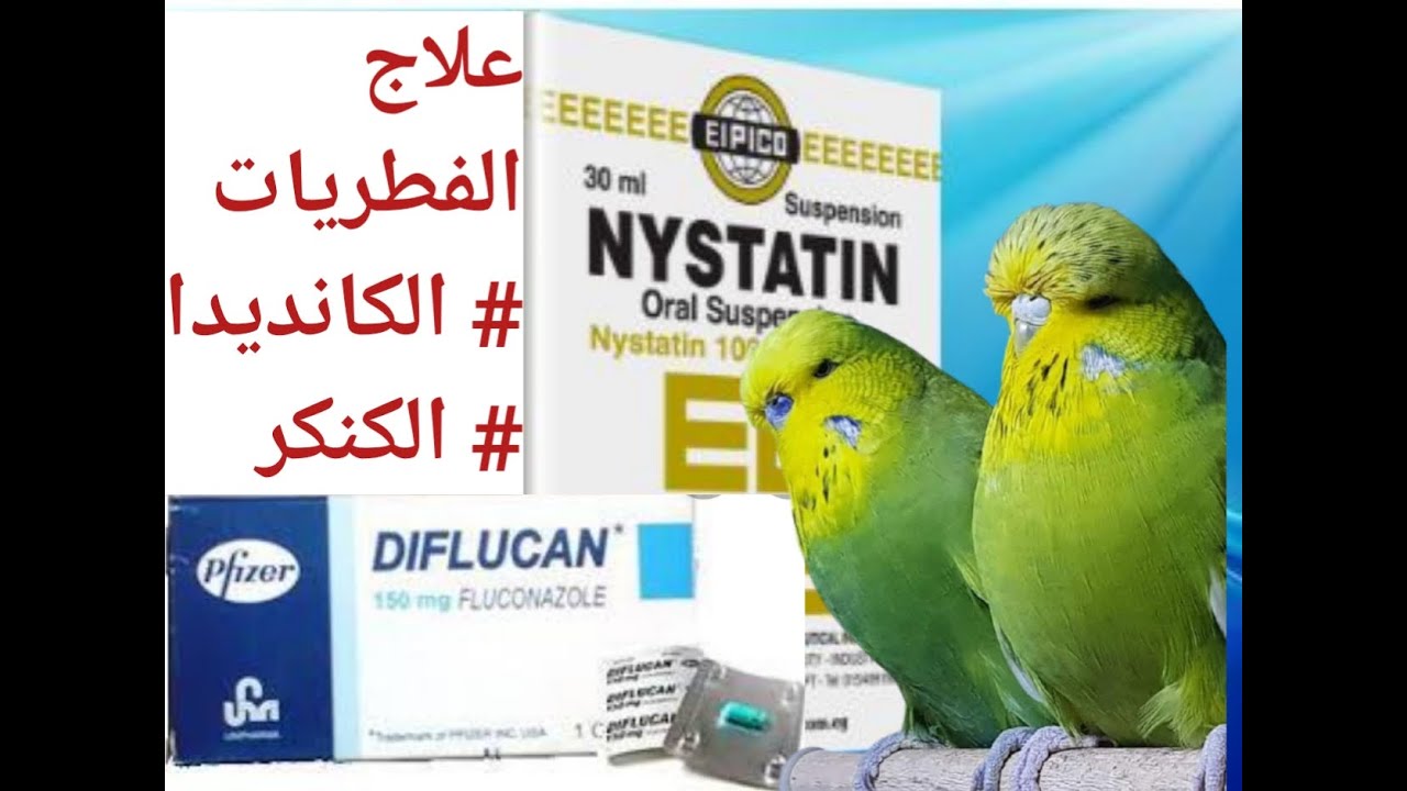 5) اقوى علاج لفطريات ( الكانديديا و الكنكر ) عند الطيور بالنيستاتين و ديفلوكان (الجرعة الصحيحة )