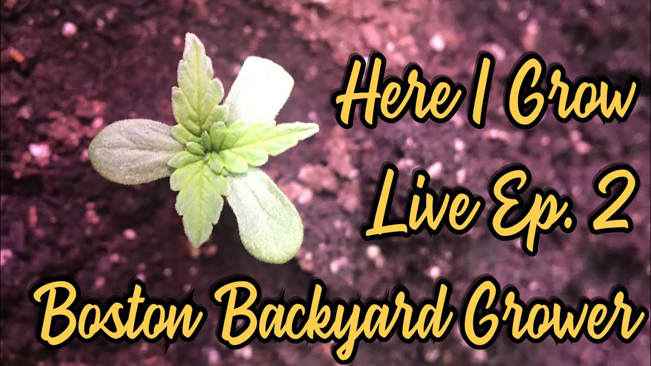 Boston Grower Here I Grow Live Ep.2 | Feeding Water & Nutrient