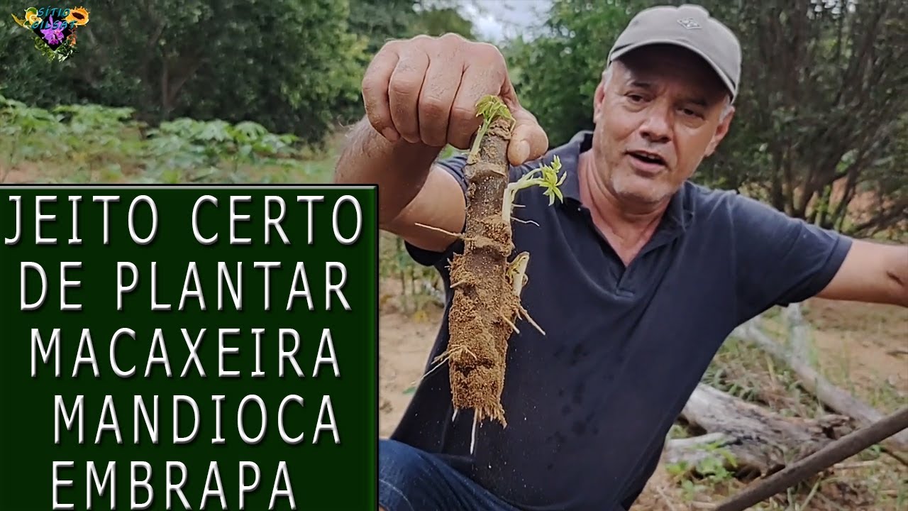 Melhor forma de plantar MANDIOCA MACAXEIRA