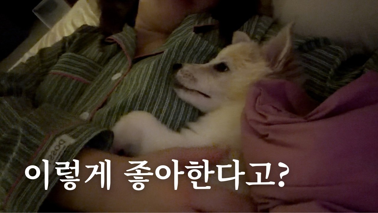요즘 나를 웃게 하는 이유 | 휴직 브이로그