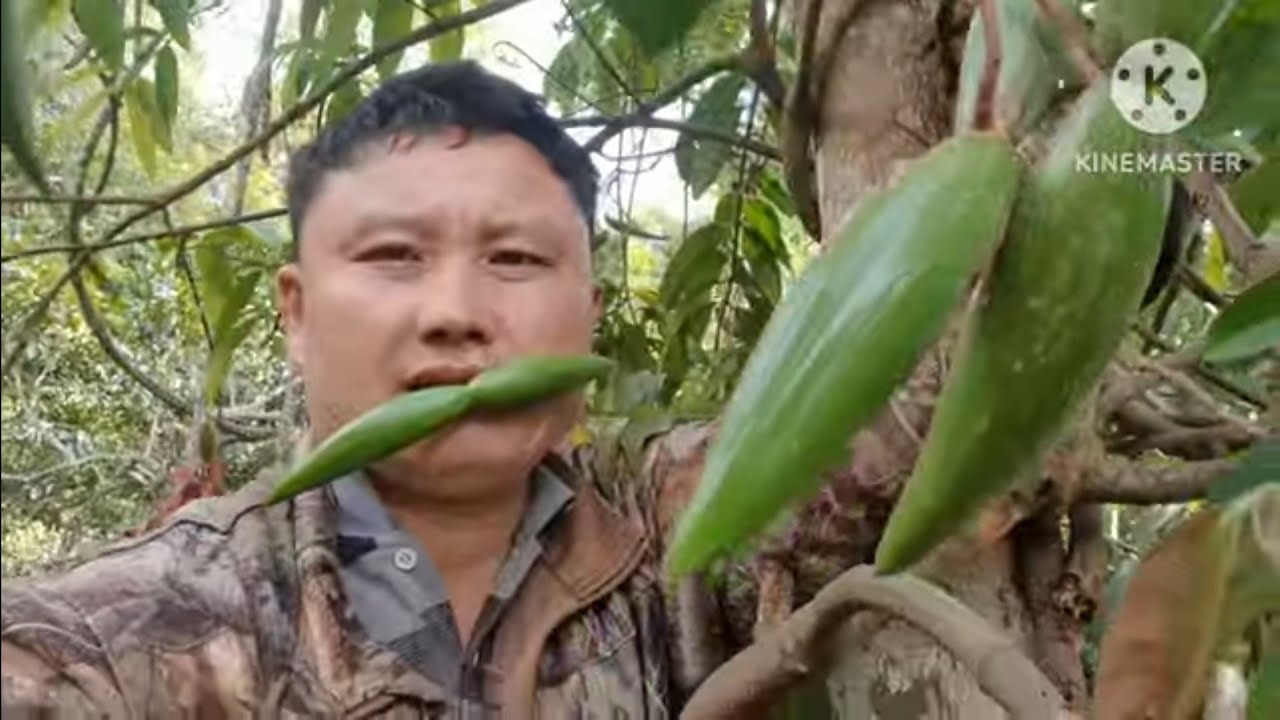 24 . 2026 tuaj de txiv qaub kub nyug dua