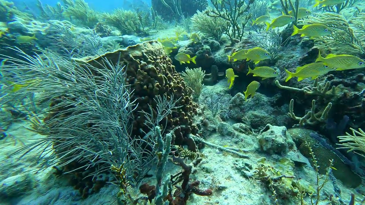 Miami Deep Freediving Spearfishing